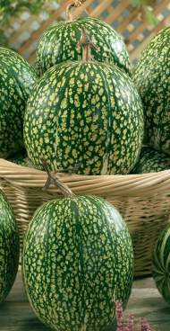 Тыква Фицифолия (сады России) 3шт