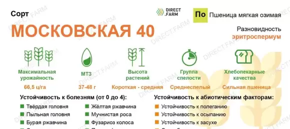 Пшеница озимая Московская 40 (сидерат) (г) 0,5кг 