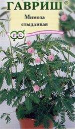 Мимоза стыдливая Кампина (гавриш) 0,1 гр