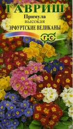 Примула Эрфуртские великаны (гавриш) 20 шт