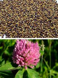 Клевер красный 0,5кг (фас.)