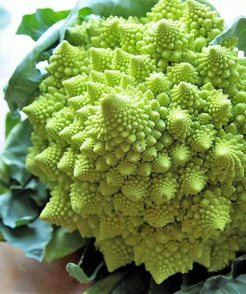 Капуста цветная Зеленая гроздь (поиск) 0,1гр – купить в г. Москва Капуста цветная Зеленая гроздь (поиск) 0,1гр – купить в г. Москва