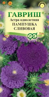 Астра Пампушка сливовая (г) 0,3гр
