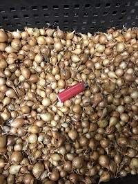  Лук-севок Штуттгартер-ризен 10-21мм  (Россия)    – купить в г. Москва