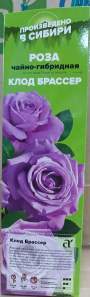 Роза Алтай чайно-гибридная Клод Брассер 1 шт
