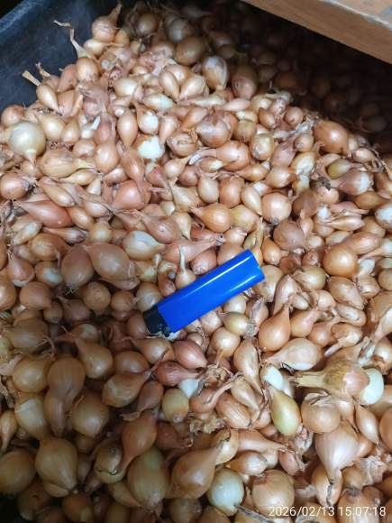  Лук-севок Штуттгартер-ризен 10-12мм  (Голландия)   – купить в г. Москва