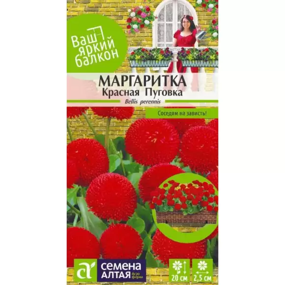 Маргаритка Красная пуговка (семена Алтая) 0,05гр 