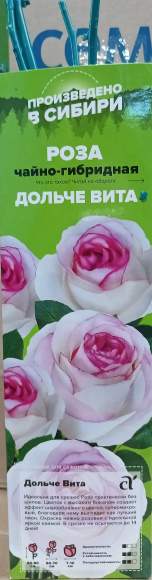 Роза Алтай чайно-гибридная Дольче вита 1 шт  – купить в г. Москва