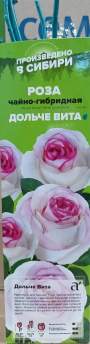 Роза Алтай чайно-гибридная Дольче вита 1 шт