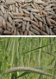 Рожь 1кг (фас.)