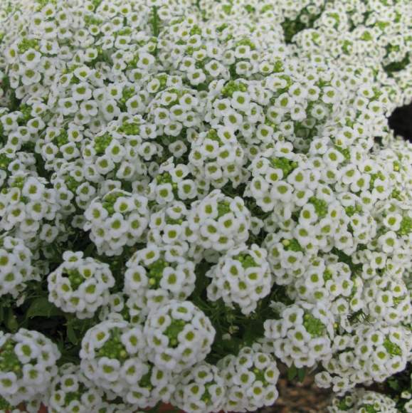 Алиссум Белое море (поиск) 0,3гр – купить в г. Москва Алиссум Белое море (поиск) 0,3гр – купить в г. Москва