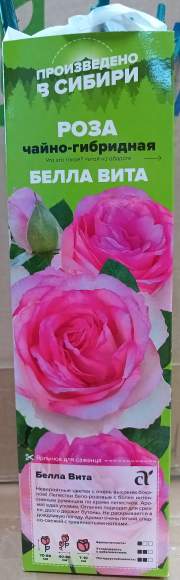 Роза Алтай чайно-гибридная Белла Вита 1 шт – купить в г. Москва Роза Алтай чайно-гибридная Белла Вита 1 шт – купить в г. Москва