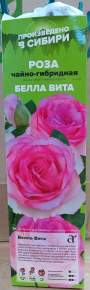 Роза Алтай чайно-гибридная Белла Вита 1 шт 