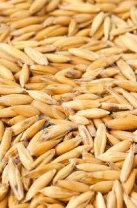 Овес 1кг – купить в г. Москва Овес 1кг – купить в г. Москва