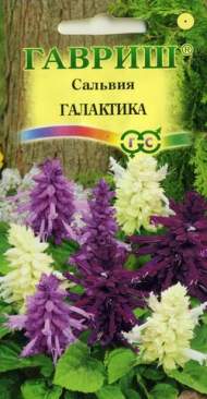 Сальвия Галактика (гавриш) 6шт Сальвия Галактика (гавриш) 6шт