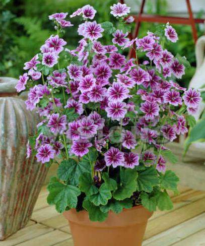 Мальва Зебрина Лиловая зебра (поиск) 0,2 гр   – купить в г. Москва