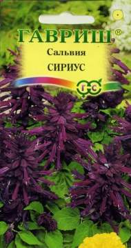 Сальвия Сириус (гавриш) 4шт Сальвия Сириус (гавриш) 4шт