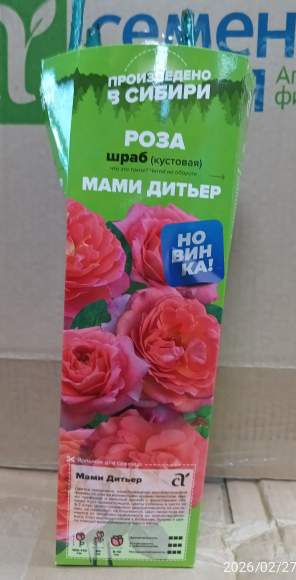 Роза Алтай шраб (кустовая) Мами Дитьер 1 шт – купить в г. Москва Роза Алтай шраб (кустовая) Мами Дитьер 1 шт – купить в г. Москва