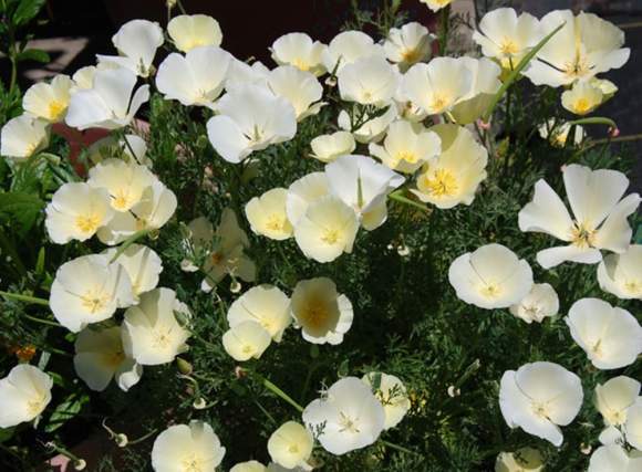 Эшшольция Белый замок (поиск) 0,2гр  – купить в г. Москва