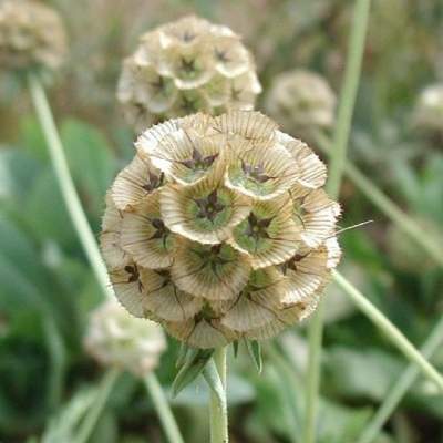 Скабиоза Драмстик (гавриш) 0,2гр  – купить в г. Москва