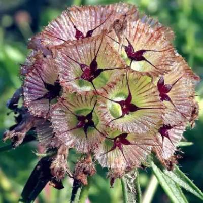 Скабиоза Драмстик (гавриш) 0,2гр  – купить в г. Москва