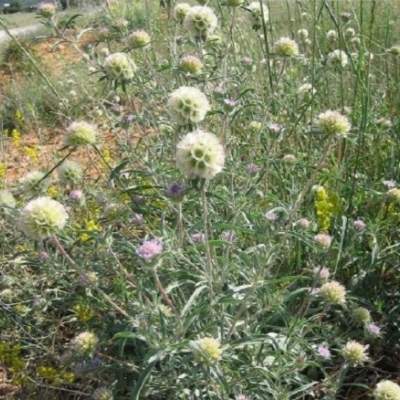 Скабиоза Драмстик (гавриш) 0,2гр  – купить в г. Москва