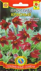 Прострел Красный (плазмас) 10шт Прострел Красный (плазмас) 10шт