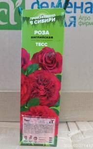 Роза Алтай Английская Тесс 1 шт 