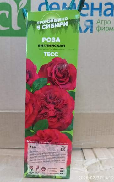 Роза Алтай Английская Тесс 1 шт   – купить в г. Москва