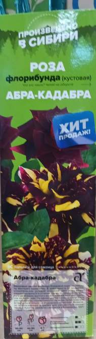 Роза Алтай флорибунда Абра-кадабра 1 шт 