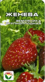 Земляника крупноплодная Женева (сибирский сад) 10 шт