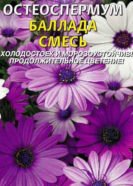 Остеоспермум Купить Семена В Магазине