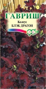 Колеус Блэк драгон (гавриш) 4 шт