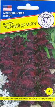 Колеус Черный дракон (престиж) 10шт