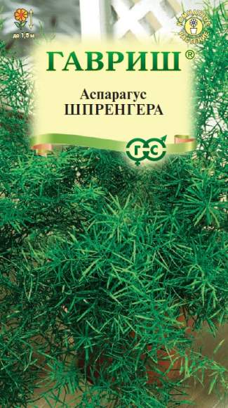 Аспарагус Шпренгера (гавриш) 4 шт  – купить в г. Москва