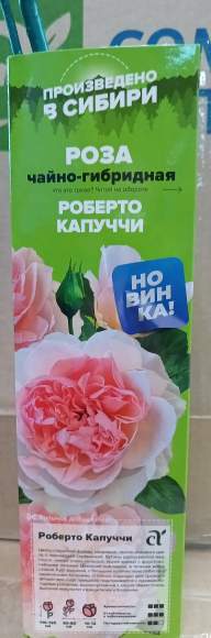 Роза Алтай чайно-гибридная Роберто Капуччи 1 шт   – купить в г. Москва