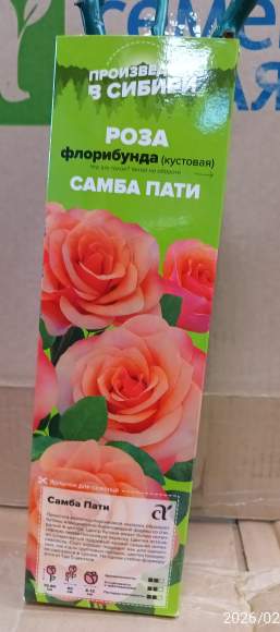Роза Алтай флорибунда Самба Пати 1 шт   – купить в г. Москва