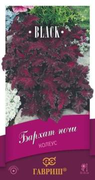 Колеус Бархат ночи (гавриш) 4шт