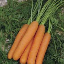 Морковь в гранулах Фараон (поиск) 300шт