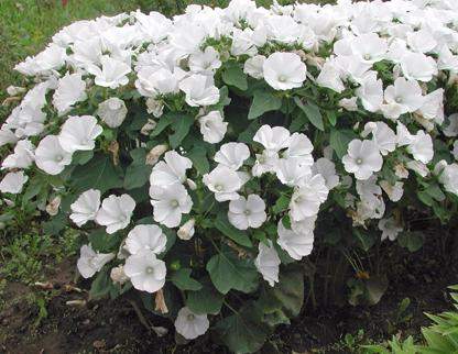 Лаватера Красотка белая (поиск) 0,3гр   – купить в г. Москва