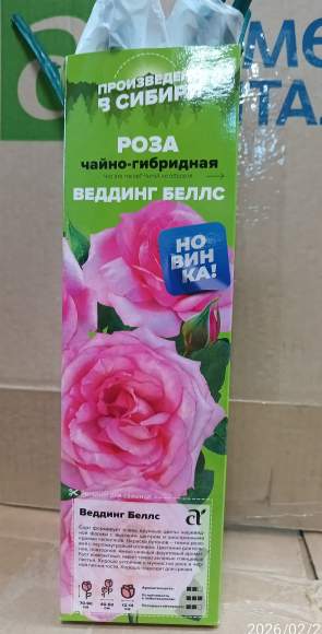 Роза Алтай чайно-гибридная Веддинг Беллс 1 шт   – купить в г. Москва