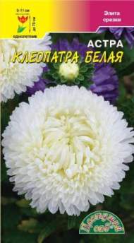 Астра Клеопатра белая (цветущий сад) 0,2гр Астра Клеопатра белая (цветущий сад) 0,2гр