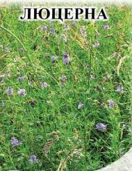 Люцерна 0,5кг(фас.) Люцерна 0,5кг(фас.)