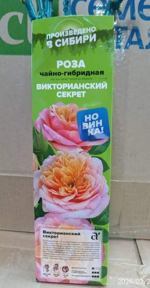 Роза Алтай чайно-гибридная Викторианский Секрет 1 шт   – купить в г. Москва