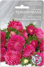 Хризантелла Сбежавшая невеста (б) 30шт