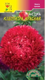 Астра Клеопатра красная (цветущий сад) 0,2гр Астра Клеопатра красная (цветущий сад) 0,2гр