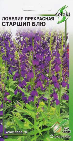Лобелия Старшип Блю (дом семян) 5 шт многолетник  – купить в г. Москва