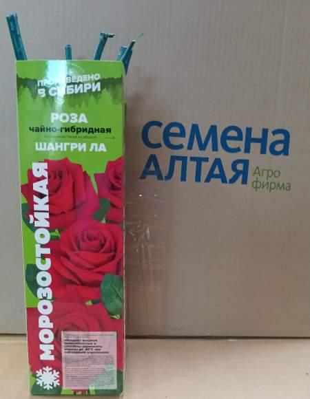 Роза Алтай чайно-гибридная Шангри Ла 1шт   – купить в г. Москва