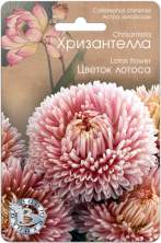 Хризантелла Цветок лотоса (б) 30шт