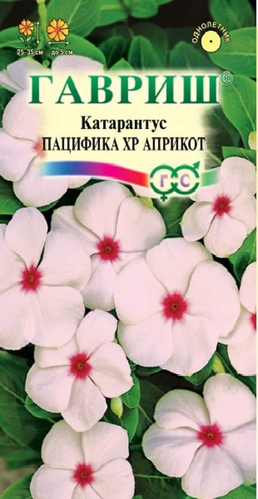 Катарантус Семена Купить В Спб